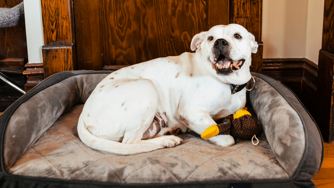 Creating a Pet-Friendly Home