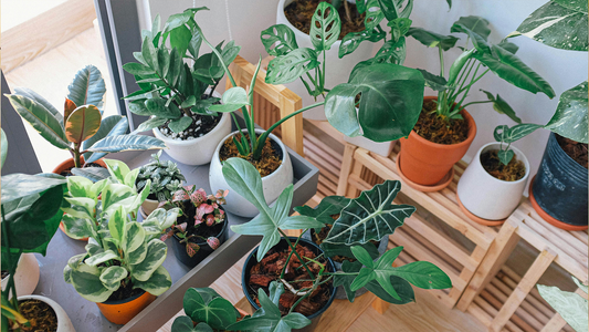 Tips for Indoor Plant Care